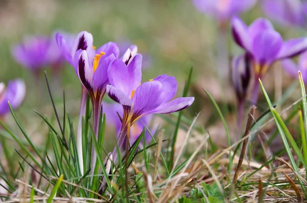 Çiğdem — Stok fotoğraf