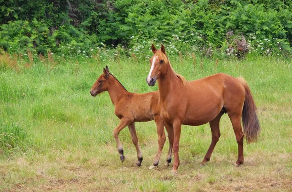 Caballo — Foto de Stock