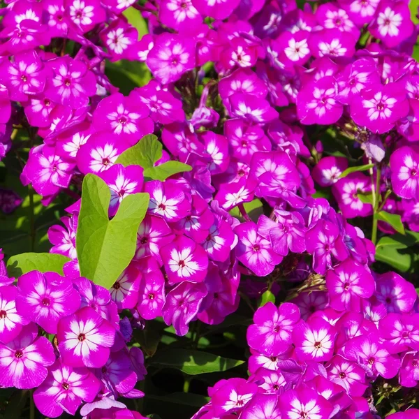 Phlox. — Fotografia de Stock