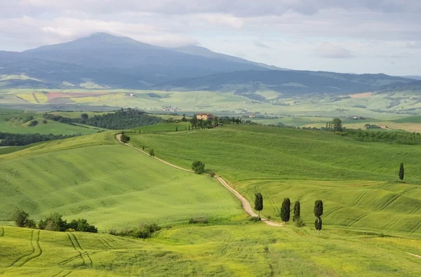 Tuscany ciprusfák pálya — Stock Fotó