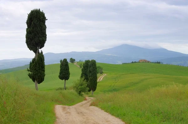 Cipreses de Toscana con pista —  Fotos de Stock
