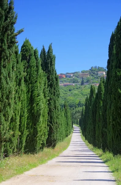 Viale dei cipressi in Italia — Foto Stock