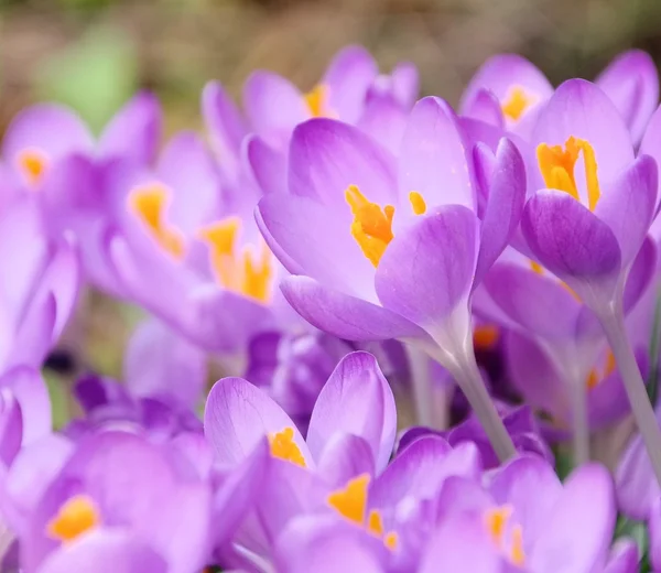 Crocus Stock Picture