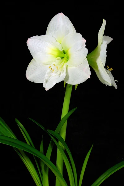 Amaryllis on black — Stock Photo, Image