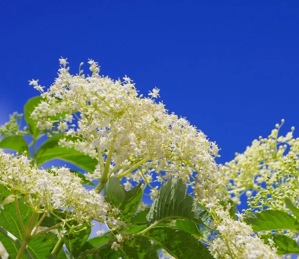 ニワトコの花 — ストック写真