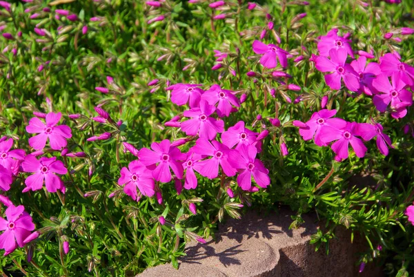 Moss Phlox — Stock Photo, Image