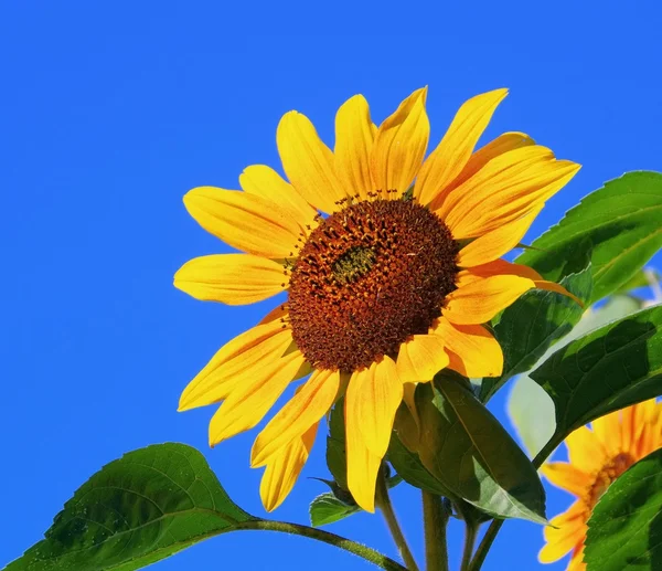 Sonnenblumen — Stockfoto