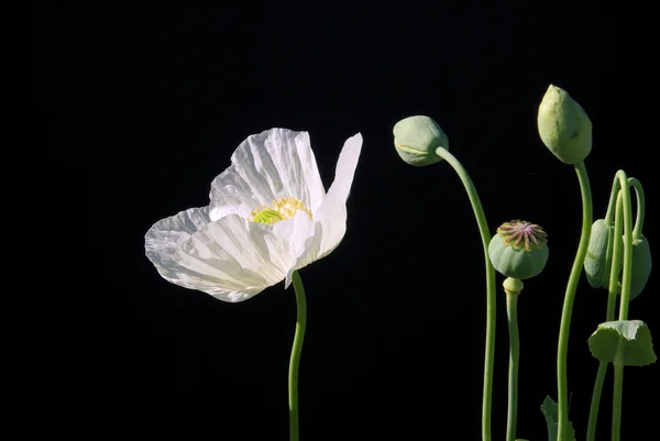 Mohn — Stockfoto