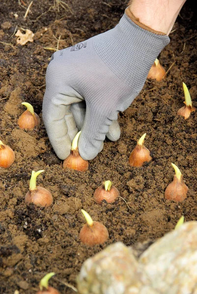 Bulb planting — Stock Photo, Image