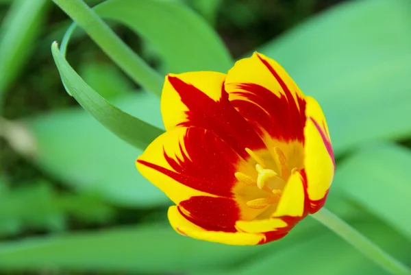 Tulip rood geel 02 — Stockfoto