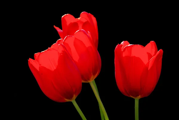 Tulpe rot 01 — Stockfoto