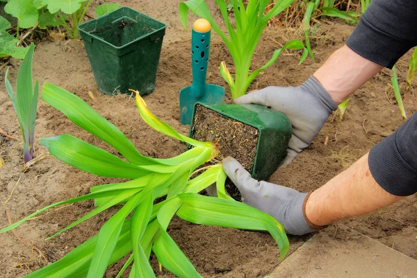 Plantando um daylily — Fotografia de Stock