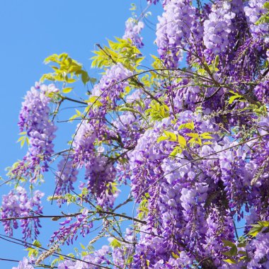 yakın çekim wisteria