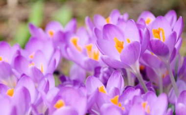 yakın çekim Çiğdem