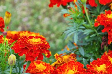 Close-up orquídea salvaje