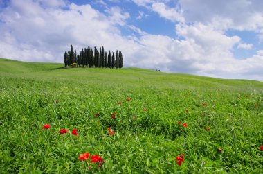 Toskana orman San Quirico d'Orcia
