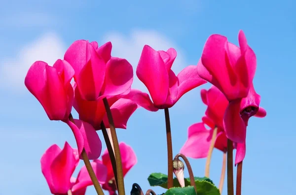 Nahaufnahme-Cyclamen — Stockfoto