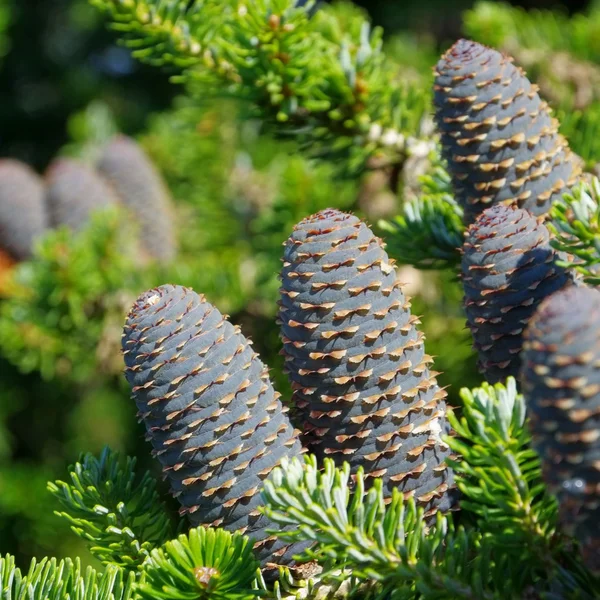 Close-up coreano Fir — Fotografia de Stock