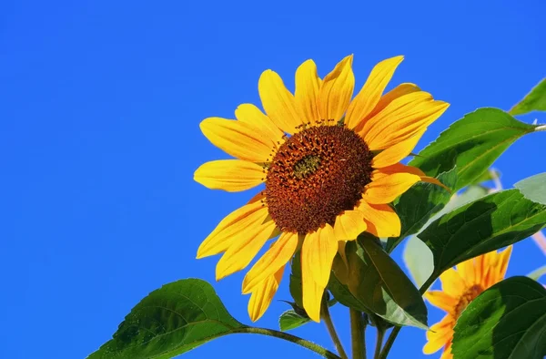 Sonnenblumen aus nächster Nähe — Stockfoto