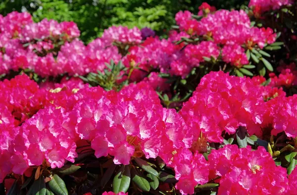 Close-up rododendron — Stockfoto