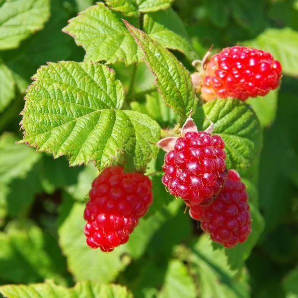 Close-up raspberries — Stock Photo, Image