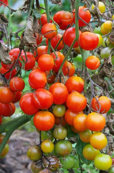 Tomato late blight — Stock Photo, Image