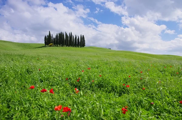 Tuscany forest San Quirico d'Orcia — Stock Photo, Image