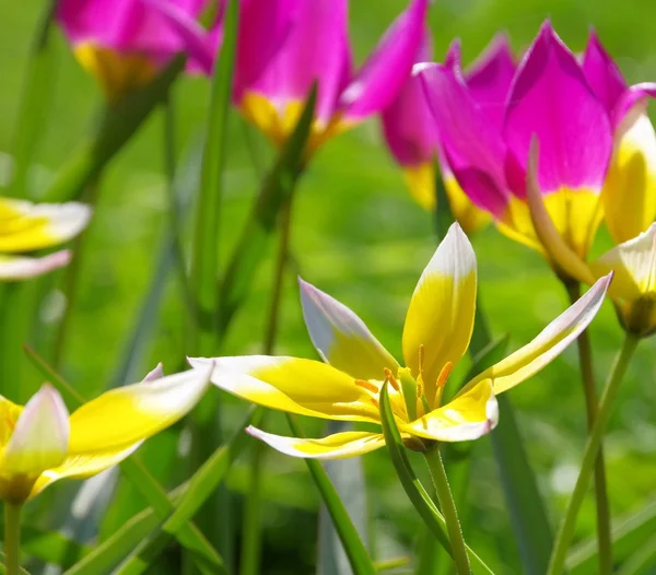 Tulipano selvatico primo piano — Foto Stock