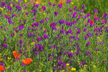 Mor engerekler bugloss