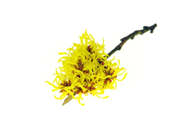 Close-up Hamamelis isolado — Fotografia de Stock