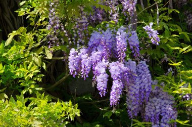 yakın çekim wisteria
