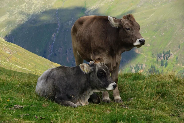 Vache alpine — Photo