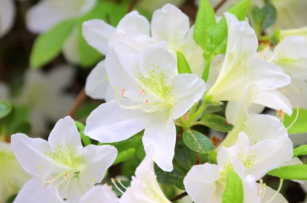 Close-up azalea white — Stock Photo, Image