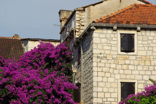 Bougainville — Stockfoto