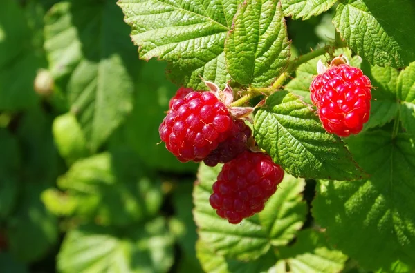 Close-up raspberry — Stock Photo, Image