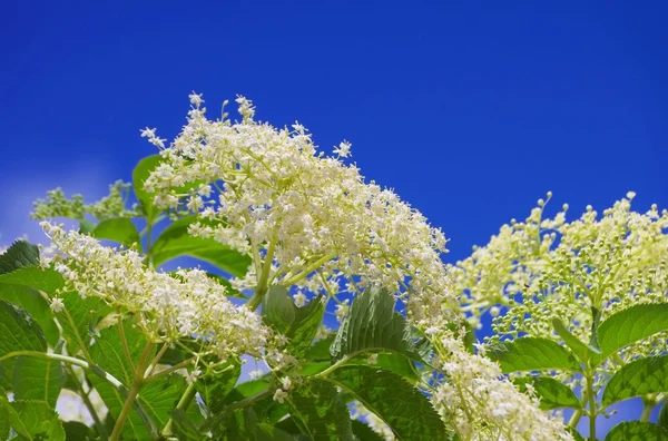 Close-up elder flower — Stock Photo, Image