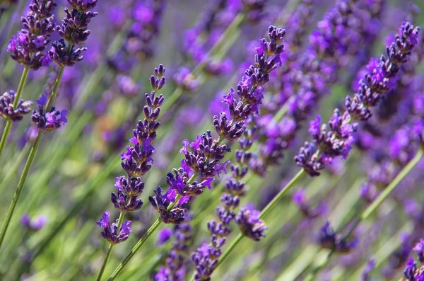 Close-up lavender — Stock Photo, Image