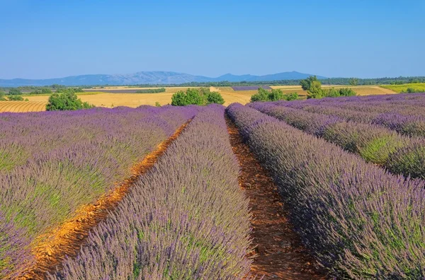 Campo de lavanda — Fotografia de Stock