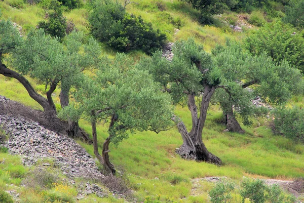 Olijfboomgaard — Stockfoto