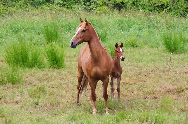 Pastos de caballos en un prado — Foto de Stock