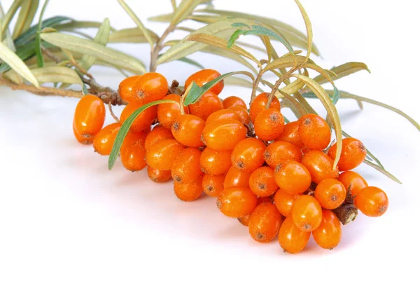 Branch of sea-buckthorn — Stock Photo, Image