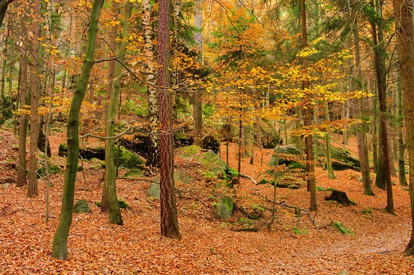 Sandstone rock in forest — Stock Photo, Image