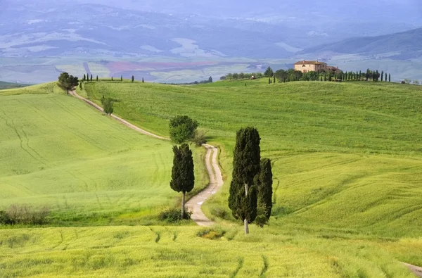 Tuscany cypress trees with track — Stock Photo, Image