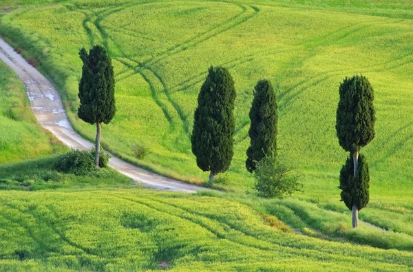 Tuscany cypress trees with track — Stock Photo, Image