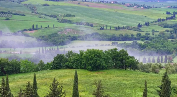 Tuscany cypress trees with track — Stock Photo, Image