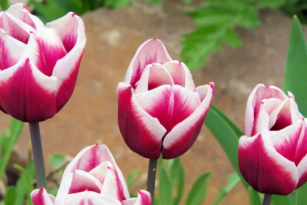 Närbild tulip — Stockfoto