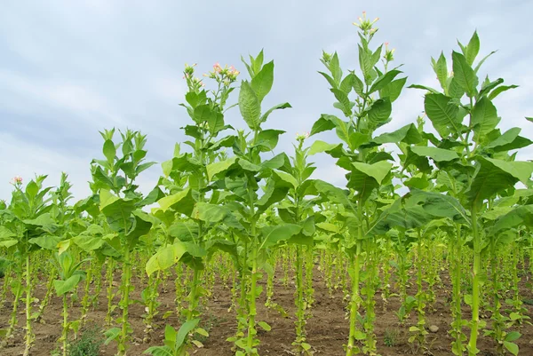 Tabaco cultivado — Foto de Stock