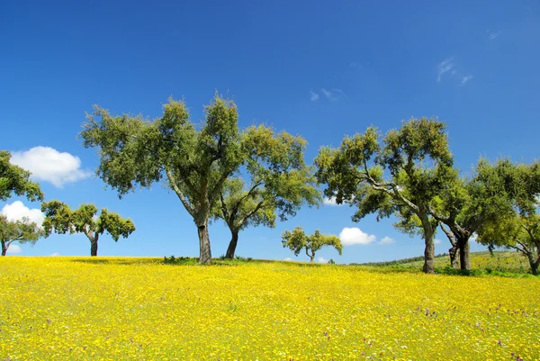 Meadow and cork oaks — Stock Photo, Image