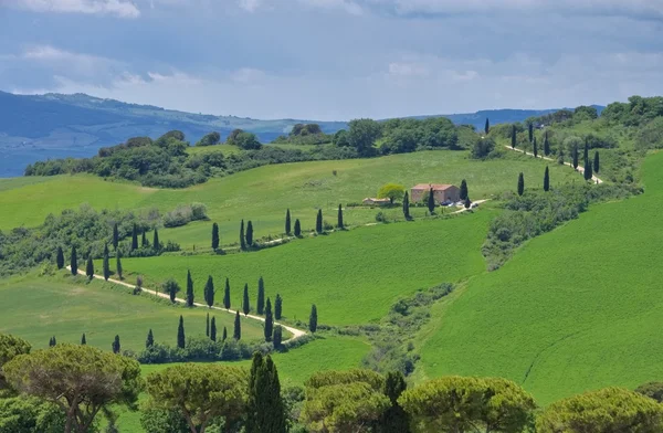 Curva de ciprés en Italia —  Fotos de Stock