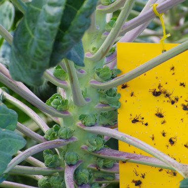 yakın çekim sarı böcek sopa